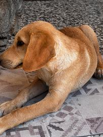 Cuccioli incrocio Labrador