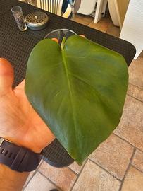 aroid philodendron Philodendron 'White Princess' 6