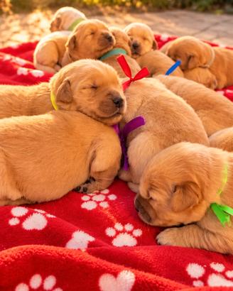 Golden retriever cuccioli 100% americani