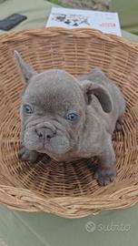 Bulldog francese occhi azzurri
