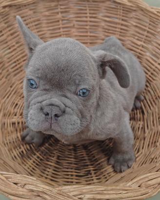 Bulldog francese occhi azzurri