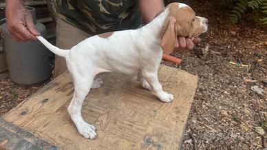Pointer cuccioli