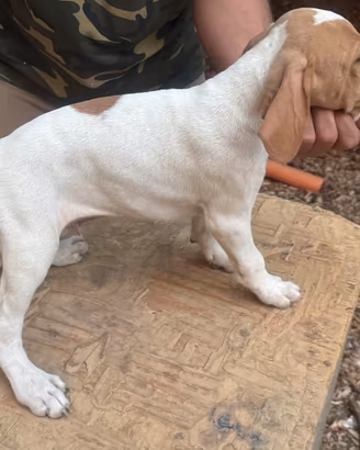 Pointer cuccioli