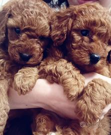 Barboncino Barboncina