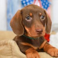 Bassotti nani cuccioli - bassotto nano chocolate