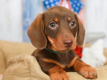 Bassotti nani cuccioli - bassotto nano chocolate