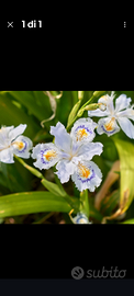 Piantine Iris japonica 