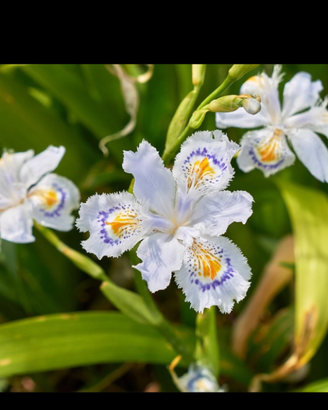 Piantine Iris japonica 