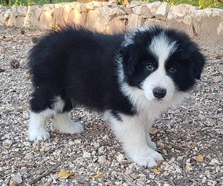Border collie cuccioli