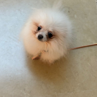 Spitz Pomerania