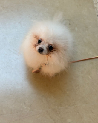 Spitz Pomerania