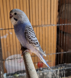 Cocorite allevate a mano