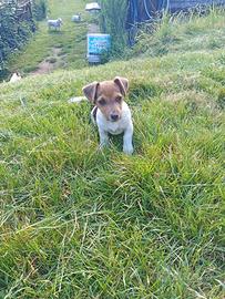 Jack Russell terrier