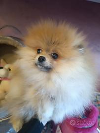 Spitz nano con pedigree ENCI