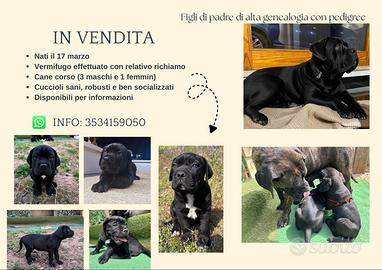 Cane corso