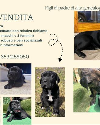 Cane corso