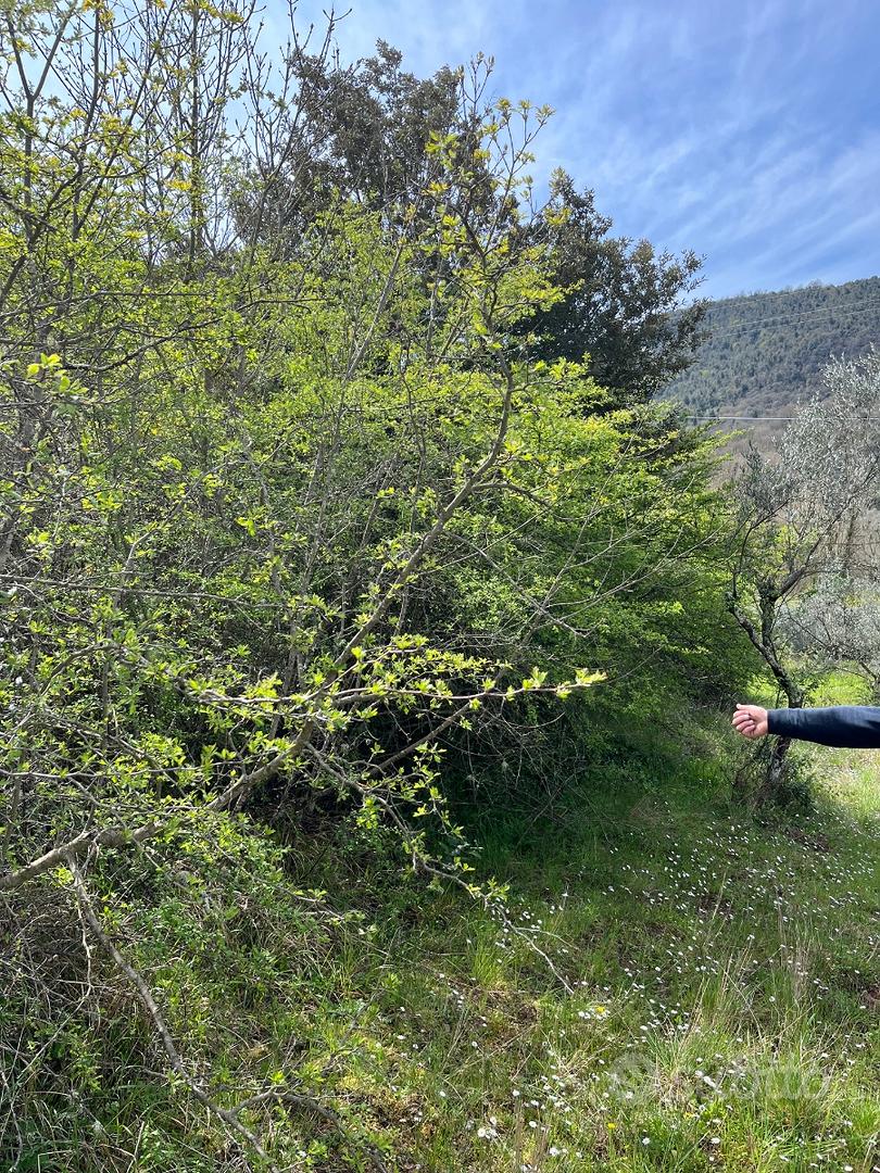 Terreno agricolo con rudere rurale Chianni (PI) - Vista 5