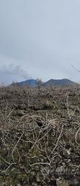 Pistacchieto alle pendici dell'Etna