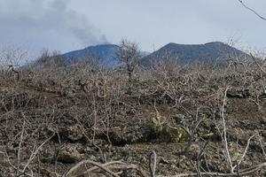 Pistacchieto alle pendici dell'Etna