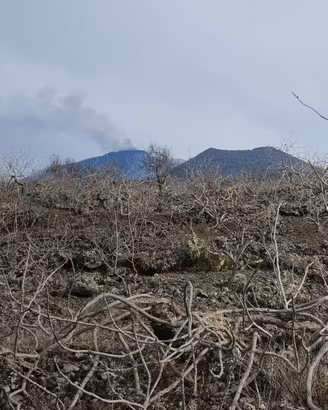 Pistacchieto alle pendici dell'Etna