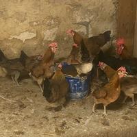 Galline siciliane cresta a coppa collo oro