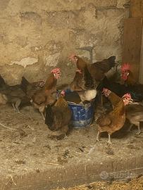 Galline siciliane cresta a coppa collo oro