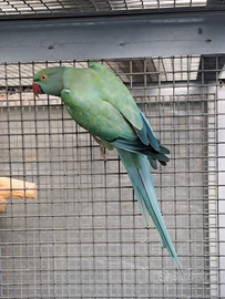 Parrocchetti dal collare