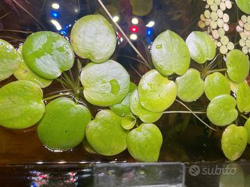 PIANTE ACQUARIO VERE