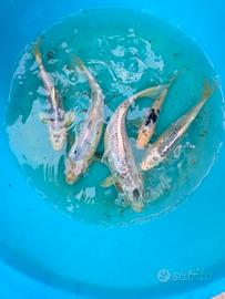 Carpe koi