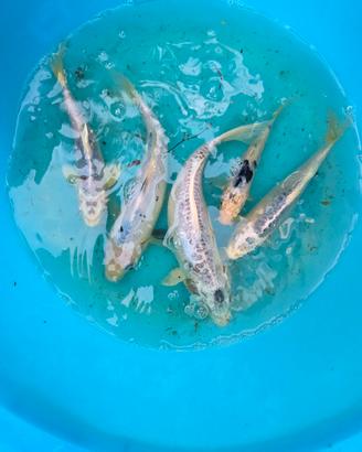 Carpe koi