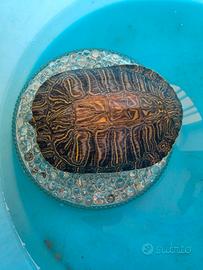 Tartaruga acqua trachemys elegans