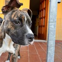 Amstaff