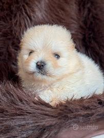 Volpino Pomerania