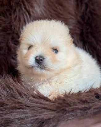 Volpino Pomerania