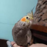 Calopsite allevati a mano