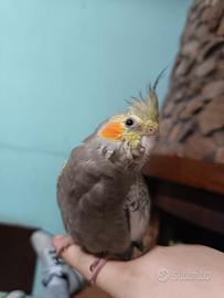 Calopsite allevati a mano