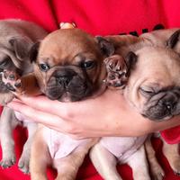 Bulldog francese esotico