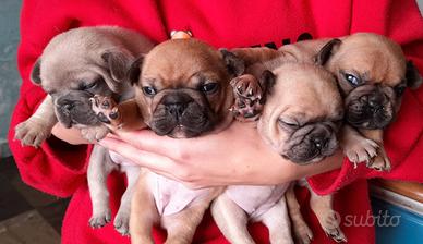 Bulldog francese esotico