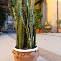 SANSEVIERIA  VERA  IN VASO LAVORATO A MANO 