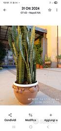 SANSEVIERIA  VERA  IN VASO LAVORATO A MANO 