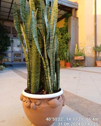SANSEVIERIA  VERA  IN VASO LAVORATO A MANO 