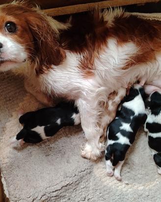 Cavalier king con pedigree enci