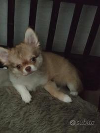 Chihuahua con pedigree