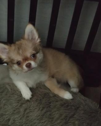 Chihuahua con pedigree