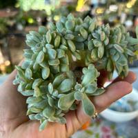 Succulente e piante grasse