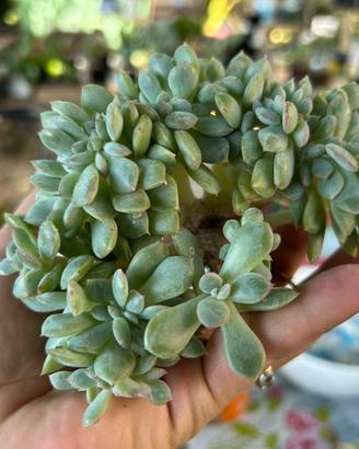 Succulente e piante grasse