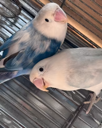 Inseparabili Fisher coppia