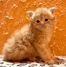 Cuccioli di maine coon