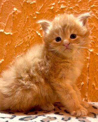 Cuccioli di maine coon