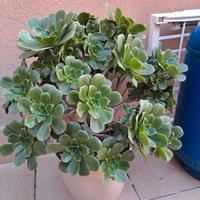 Pianta succulenta aeonium